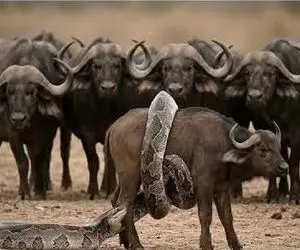 مستند حیات وحش / نبرد لاطائل پیتون غول و بوفالو برای شکم چرانی