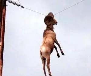 شاهکار حیات وحش؛ زمین کم بود بز کوهی رو سیم برق کت واک رفت برق گرفت جزغاله شد