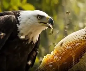 مستند حیات وحش؛ عقاب بی حیا دسترنج زنبورا رو جلو چشمشون هورت کشید مادرشو عزاش نشوندن