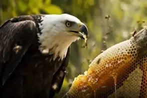 مستند حیات وحش؛ عقاب بی حیا دسترنج زنبورا رو جلو چشمشون هورت کشید مادرشو عزاش نشوندن