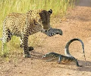 مستند حیات وحش؛ پلنگ و بزمجه