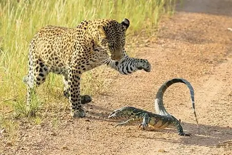 مستند حیات وحش؛ پلنگ و بزمجه