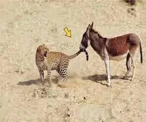 جذابیت حیات وحش؛ خر با خریتش پلنگ رو هم به تنگ آورد