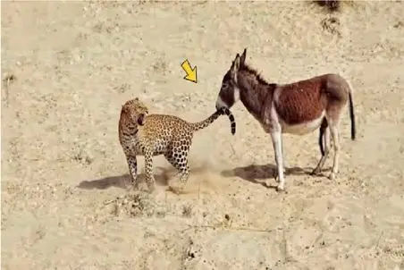 جذابیت حیات وحش؛ خر با خریتش پلنگ رو هم به تنگ آورد