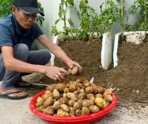 کشاورزی خلاقانه؛ جای باغچه تو یونولیت سیب زمینی بکار خروار خروار محصول میده