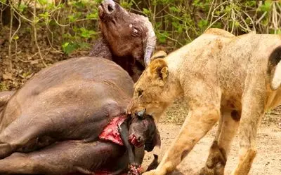 صحنه دهشتناک؛ شیر یک بوفالو تازه متولد شده را از شکم مادرش بیرون می کشد