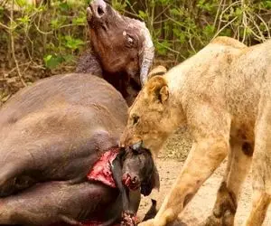 صحنه دهشتناک؛ شیر یک بوفالو تازه متولد شده را از شکم مادرش بیرون می کشد