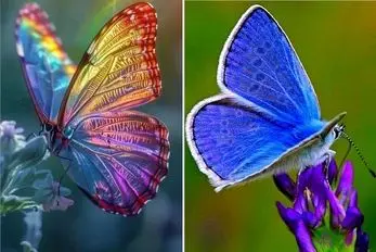 زیبا ترین پروانه ها در سراسر دنیا / پروانه وزنه بردار شیشه ای در جنگل های آمریکا