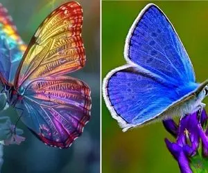 زیبا ترین پروانه ها در سراسر دنیا / پروانه وزنه بردار شیشه ای در جنگل های آمریکا