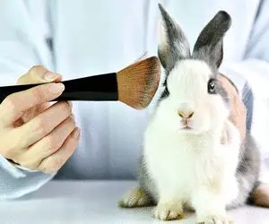 تست حیوانی محصولات آرایشی چیست؟