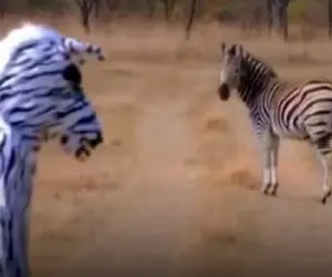 طنز حیات وحش؛ آقاهه لباس گورخر پوشید واکنششون رو ببینه گیر شیر افتاد