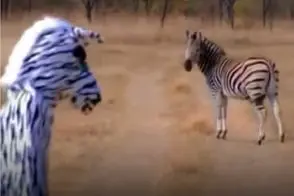 طنز حیات وحش؛ آقاهه لباس گورخر پوشید واکنششون رو ببینه گیر شیر افتاد