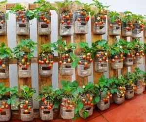 ایده های خلاقانه؛ بطری های پلاستیکی آب معدنی رو دور نندازیا توش توت فرنگی بکار محشر