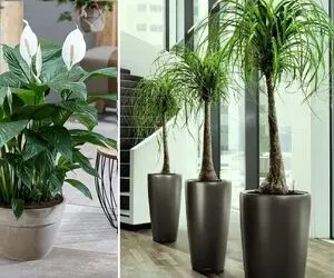 ایده قشنگترین گیاهان آپارتمانی برای محل کار؛ گلدهی، تصفیه هوا، انرژی خوب، مراقبت آسون