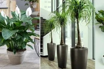 ایده قشنگترین گیاهان آپارتمانی برای محل کار؛ گلدهی، تصفیه هوا، انرژی خوب، مراقبت آسون