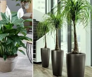 ایده قشنگترین گیاهان آپارتمانی برای محل کار؛ گلدهی، تصفیه هوا، انرژی خوب، مراقبت آسون