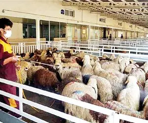 قیمت دام زنده امروز ۱۶ دی 1404 + جدول