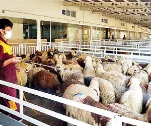 قیمت دام زنده امروز ۱۶ دی 1404 + جدول