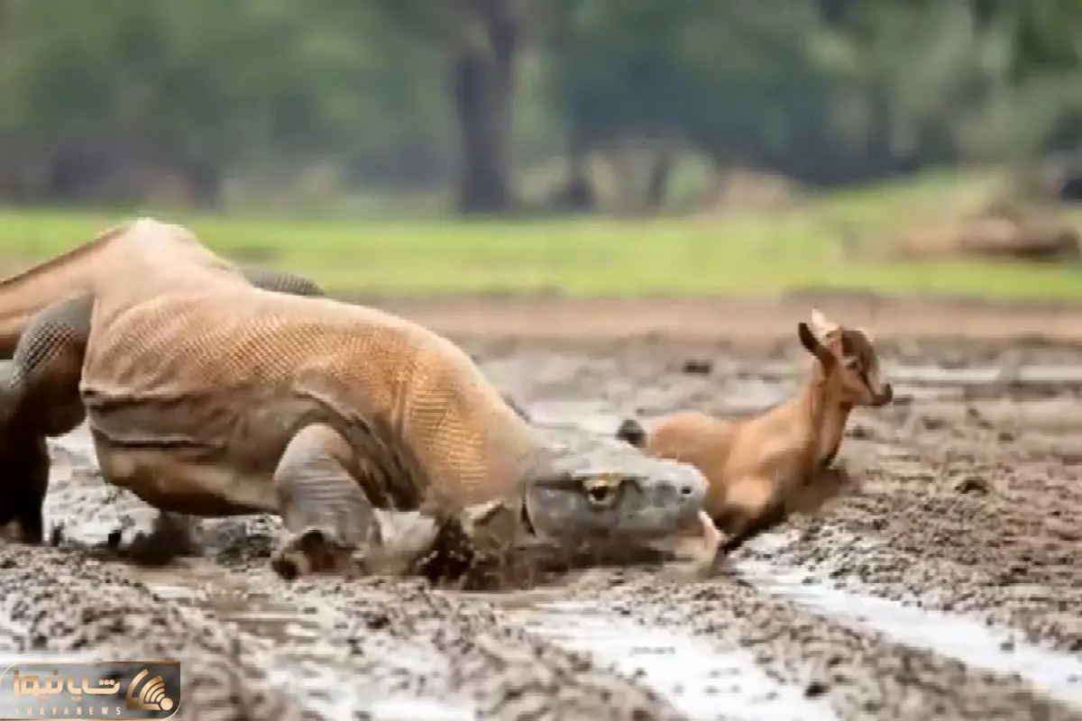 مستند حیات وحش؛ بزغاله در برابر استراتژی هوشمندانه و کشنده کومودو شرحه شد
