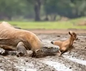 مستند حیات وحش؛ بزغاله در برابر استراتژی هوشمندانه و کشنده کومودو شرحه شد