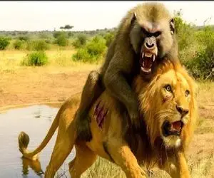 مستند حیات وحش؛ اینجا هرکی زورش برسه اون یکی میخوره حتی یه میمون شیر و پلنگ رو!