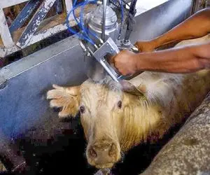 فرآوری گاو؛ با تکنولوژی جدید گاو 3240 کیلو شد بعد مسابقه گاو آهنین سلاخی کردن