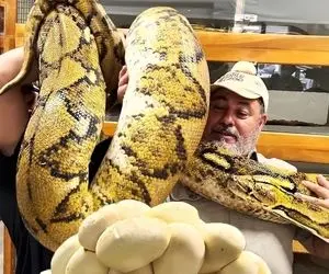 فرآوری مار پیتون؛ مار کلفت رو پرورش میدن تا برسه به جفت گیری بعد با تخمش نیمرو میزنن