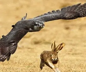 عجایب حیات وحش؛ عقاب غول پیکر خرگوش بداقبال رو مثل اِف چهارده زد قلع و قمع کردش!