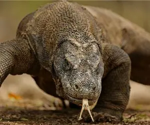 فرار حیات وحش/اژدهای کومودو از حصار زندانش فرار میکنه/ دیگه مهار شدنی نیست