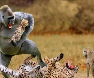 دانلود حیات وحش؛ همدستی زرافه و بابون برای پایین کشیدن پلنگ