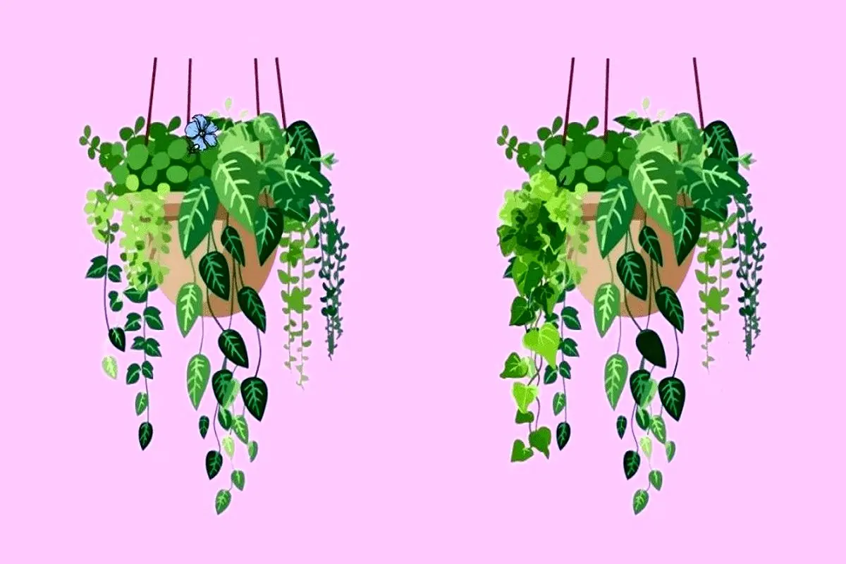 تفاوت-تصویری-گلدان-آویزان