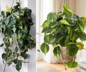 راهنمای نگهداری از گیاه اسکاندیس / نکاتی برای تضمین رشد و شادابی پتوس قلبی