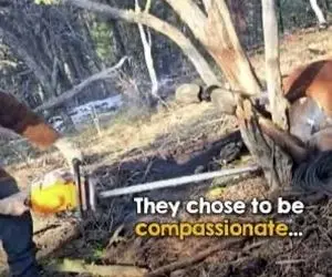 مستند حیات وحش؛ اسب خل و چل گیر کرده لای درخت میخوان کمک کنن جفتک میپرونه