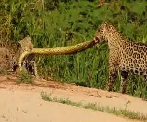 مستند حیات وحش؛ دعوای زن و شوهری پلنگ ختم شد به نصف شدن آناکوندای نگون بخت