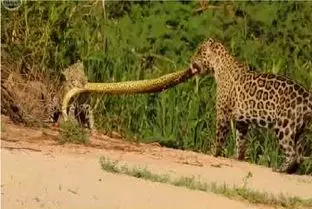 مستند حیات وحش؛ دعوای زن و شوهری پلنگ ختم شد به نصف شدن آناکوندای نگون بخت