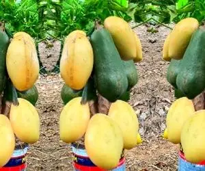 کشاورزی نوین؛ انبه و پاپایا رو با هم کاشتن حالا هر دو آویزون درختش شده