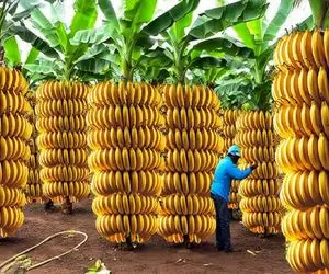 کشاورزی نوین؛ رشد میلیاردها تن موز دراز ناز با حرص هوشمند درخت و تزریق سموم نوین