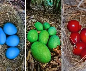 کارخانه حیوانات؛ با جابه جایی هورمون پرنده جوجه رنگی با ظاهری خارق العاده تولید میکنن