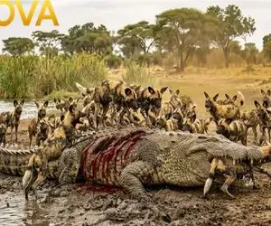 مستند حیات وحش؛ کفتارها؛ کروکودیل