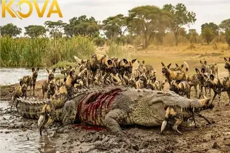 مستند حیات وحش؛ کفتارها؛ کروکودیل