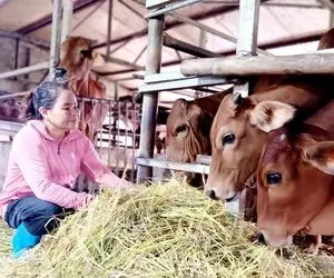 فرآوری گاو؛ گوساله هارو انگار آوردن مهدکودک و حواس ها بهشون هست تا چاق و شیر آور شن