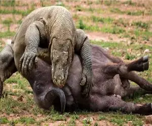 مستند حیات وحش / کومودو بوفالو کوه پیکر را به زانو درآورد