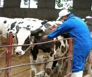 واکسیناسیون دام در استان البرز