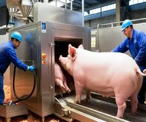 فرآوری خوک؛ ماشین های پیشرفته کشتار خوک و پردازش روده در سلاخخانه