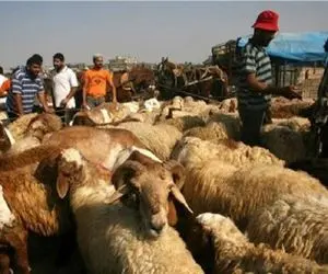 قیمت دام زنده امروز 6 بهمن 1404 + جدول