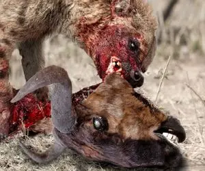 نارام زیان؛ کفتار سفاک سر کل یالدار و از قفا برید برای شیر گوشت تنشو ریش کرد خورد