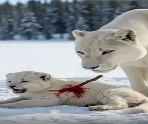 مستند حیات وحش؛ بغض شیر سفید وقتی طفل زخمدارش رو میبره تیمار