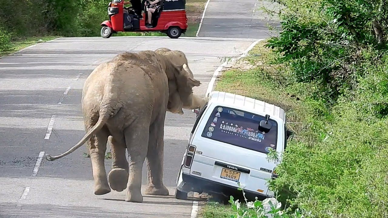 از جذابیت های حیات وحش؛ فیل عصبانی یهو وسط جاده قاط زد و ماشین گردشگرا رو چپه کرد