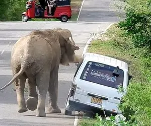 از جذابیت های حیات وحش؛ فیل عصبانی یهو وسط جاده قاط زد و ماشین گردشگرا رو چپه کرد