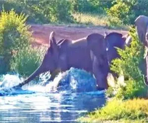مستند حیات وحش؛ کروکودیل با چنگ و دندون برای شکست ۵ فیل تلاش میکنه!